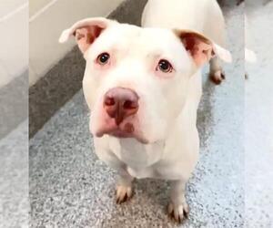 American Pit Bull Terrier-Unknown Mix Dogs for adoption in Houston, TX, USA