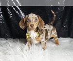Small Photo #5 Dachshund Puppy For Sale in WARSAW, IN, USA