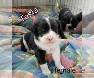 English Springer Spaniel-Unknown Mix Puppy for sale in GORMAN, CA, USA