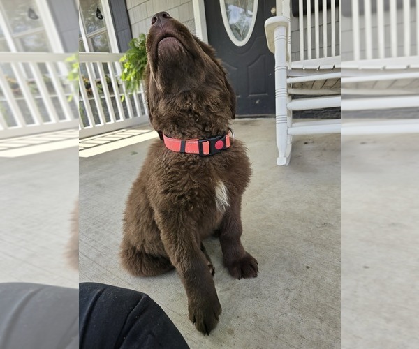 Medium Photo #7 Newfoundland Puppy For Sale in TILTON, IL, USA