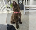 Small #6 Newfoundland