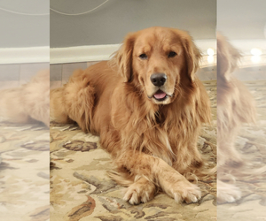 Father of the Golden Retriever puppies born on 01/15/2025