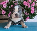 Puppy Heath English Bulldog