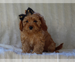 Small #1 Cavapoo-Poodle (Miniature) Mix