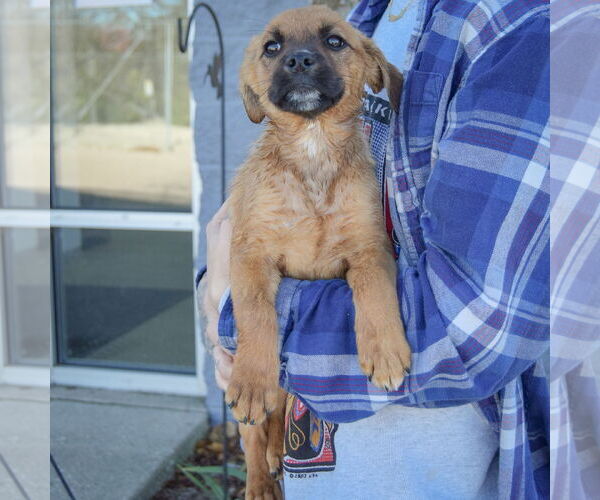 Medium Photo #3 Boxer-Unknown Mix Puppy For Sale in Huntley, IL, USA