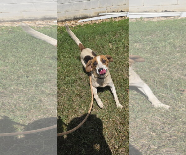 Medium Photo #4 Mutt Puppy For Sale in Rustburg, VA, USA