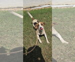 Small #3 Mutt