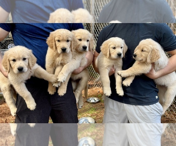 Medium Photo #1 Golden Retriever Puppy For Sale in SUMTER, SC, USA