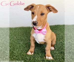 Basset Hound-Unknown Mix Dogs for adoption in San Diego, CA, USA