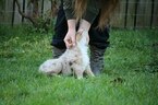 Small Photo #7 Miniature Australian Shepherd Puppy For Sale in MOUNT VERNON, WA, USA