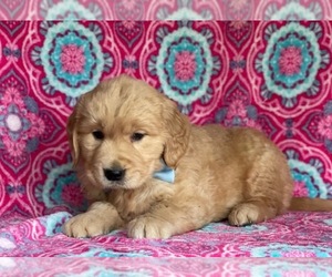 Golden Retriever Puppy for sale in LANCASTER, PA, USA