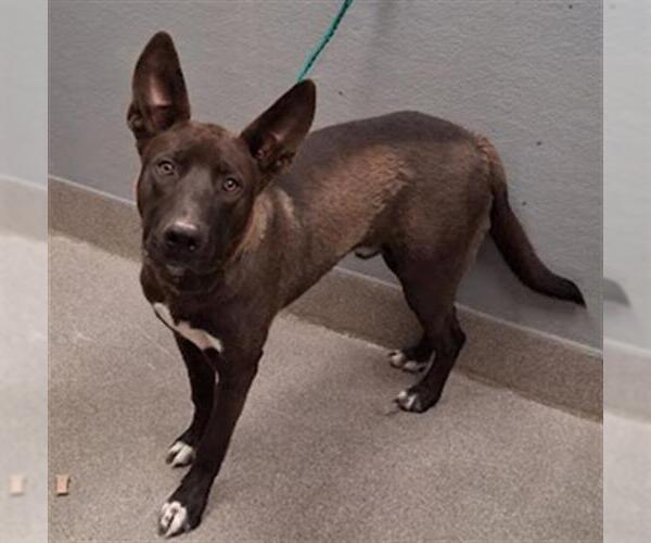 Medium Photo #1 Mutt Puppy For Sale in Las Vegas, NV, USA