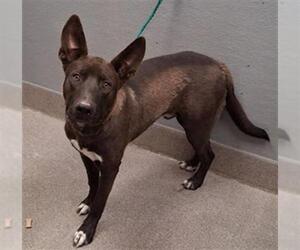 Mutt Dogs for adoption in Las Vegas, NV, USA