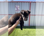 Small Photo #2 German Shepherd Dog Puppy For Sale in LA TUNA CANYON, CA, USA
