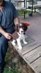 Puppy 1 English Springer Spaniel