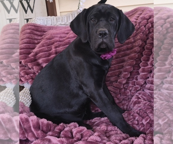 Medium Photo #11 Cane Corso Puppy For Sale in MINERAL WELLS, WV, USA