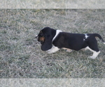 Small #5 Basset Hound