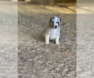 Miniature American Shepherd Puppy for sale in BENTON, KY, USA