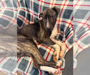 American Pit Bull Terrier-Unknown Mix Dogs for adoption in Germantown, OH, USA