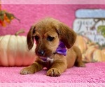 Small Photo #4 Poogle Puppy For Sale in LANCASTER, PA, USA