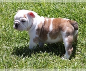Bulldog Puppy for sale in MARSHFIELD, MO, USA