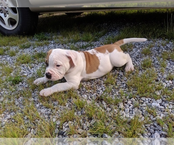 Medium Photo #15 American Bulldog Puppy For Sale in MILLS RIVER, NC, USA