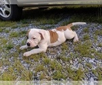 Small Photo #15 American Bulldog Puppy For Sale in MILLS RIVER, NC, USA