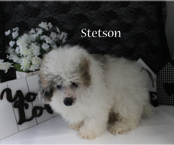 Medium Photo #17 Poodle (Miniature) Puppy For Sale in CHANUTE, KS, USA