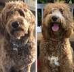 Small Photo #5 Goldendoodle Puppy For Sale in LOS ALAMITOS, CA, USA