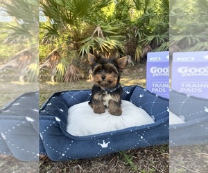 Yorkshire Terrier Puppy for sale in NAPLES, FL, USA