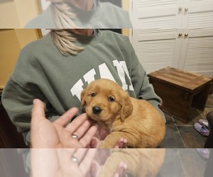 Golden Retriever Litter for sale in ALBIA, IA, USA