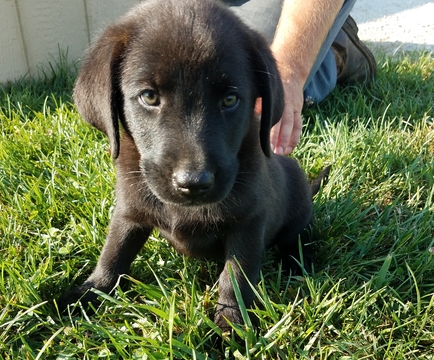 Medium Photo #1 Labrador Retriever-Unknown Mix Puppy For Sale in ARTHUR, IL, USA
