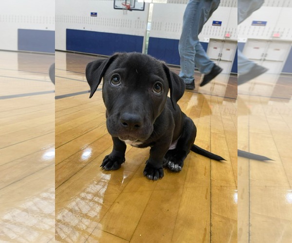 Medium Photo #17 Mutt Puppy For Sale in Derwood, MD, USA