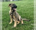 Small Photo #2 German Shepherd Dog Puppy For Sale in AVA, MO, USA