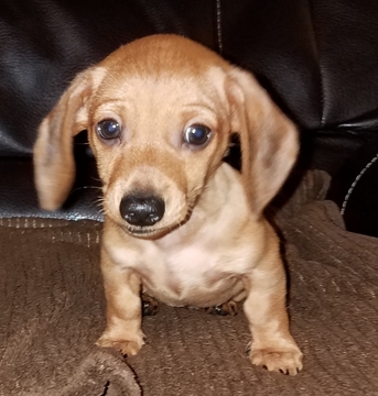 Medium Photo #1 Dachshund Puppy For Sale in PARSONS, WV, USA