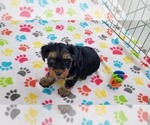 Small #2 Yorkshire Terrier