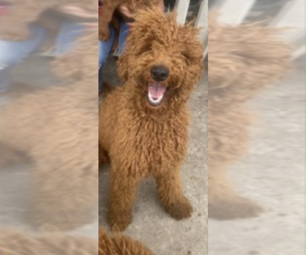 Medium Photo #1 Poodle (Standard)-Standard Spitz Mix Puppy For Sale in SAN BERNARDINO, CA, USA