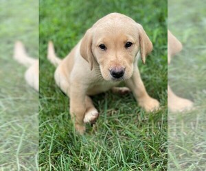 Labrador Retriever Puppy for Sale in FENTON, Michigan USA