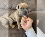 Puppy 3 Cane Corso