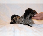 Small #14 Yorkiepoo mix (+ Poodle Toy)