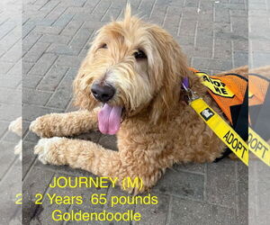 Medium Labradoodle