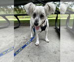 Small #2 Poodle (Miniature) Mix