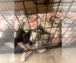 Small Photo #9 American Pit Bull Terrier Puppy For Sale in VANCOUVER, WA, USA