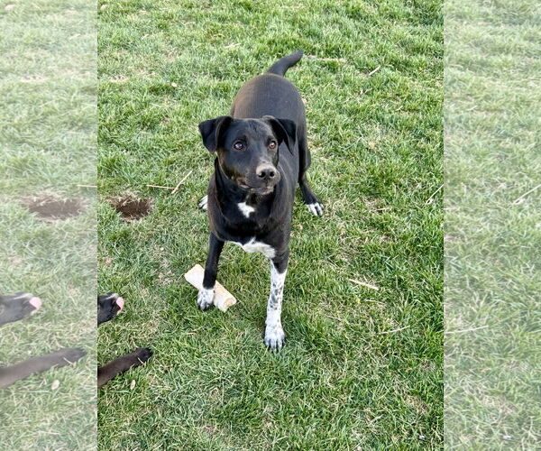 Medium Photo #11 Mutt Puppy For Sale in Sandy, UT, USA