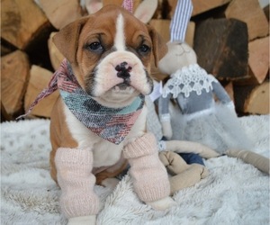 Boxer Puppy for sale in HONEY BROOK, PA, USA