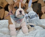 Small Photo #1 Boxer Puppy For Sale in HONEY BROOK, PA, USA