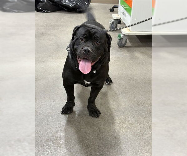 Medium Photo #1 Mastiff Puppy For Sale in Forestville, MD, USA