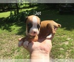 Small Photo #9 Boxer Puppy For Sale in WINFIELD, KS, USA