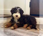 Small Photo #1 Bernedoodle (Miniature) Puppy For Sale in NEWPORT, PA, USA