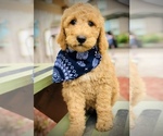 Small Photo #1 Goldendoodle-Poodle (Standard) Mix Puppy For Sale in HUNTINGTON, AR, USA